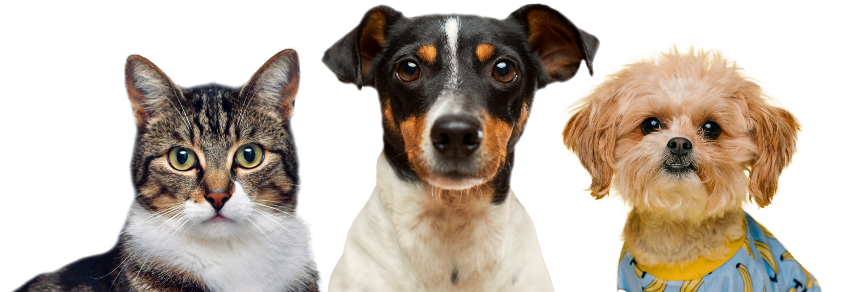 Nosotros PETSONS Santa Fe CDMX – perros y gato felices