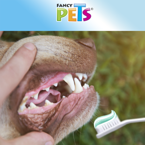 KIT DENTAL (PASTA Y CEPILLO)