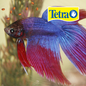 TETRABETTA FLOATING MINI PELLETS (29 G)