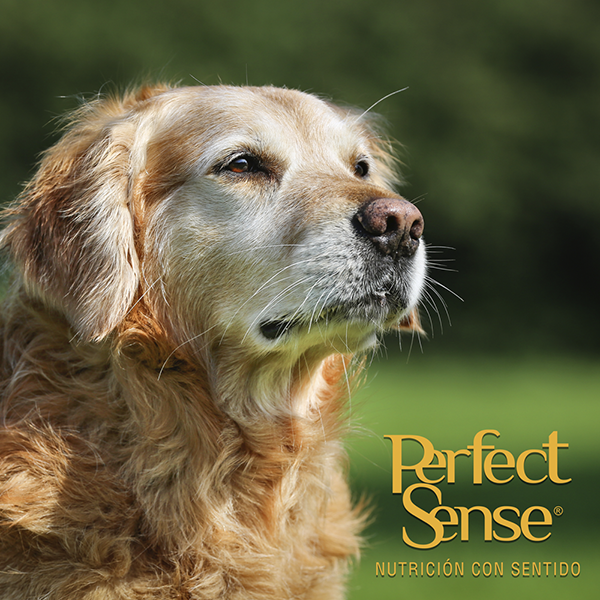 PERFECT SENSE ALIMENTO SECO P/PERROS SENIOR