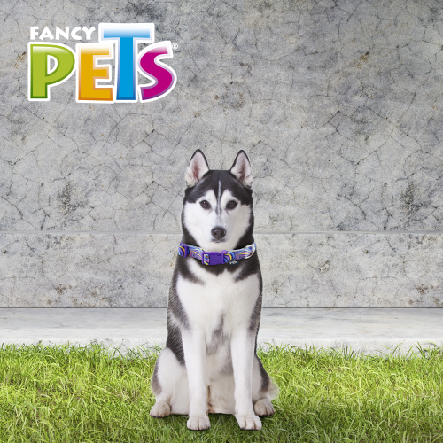 COLLAR GDE AQUA POP P/PERRO GALERIA