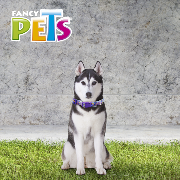 COLLAR GDE AQUA POP P/PERRO GALERIA