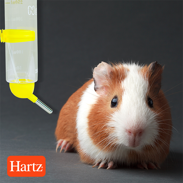 BEBEDERO DISPENSADOR 250 ML