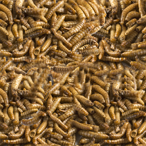 REPTILIA LARVA DE MOSCA SOLDADO 30 GRS