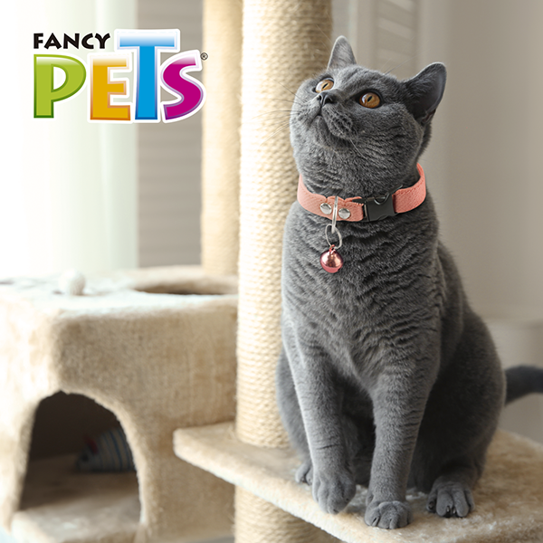 COLLAR ELASTICO CON CASCABEL P/GATO