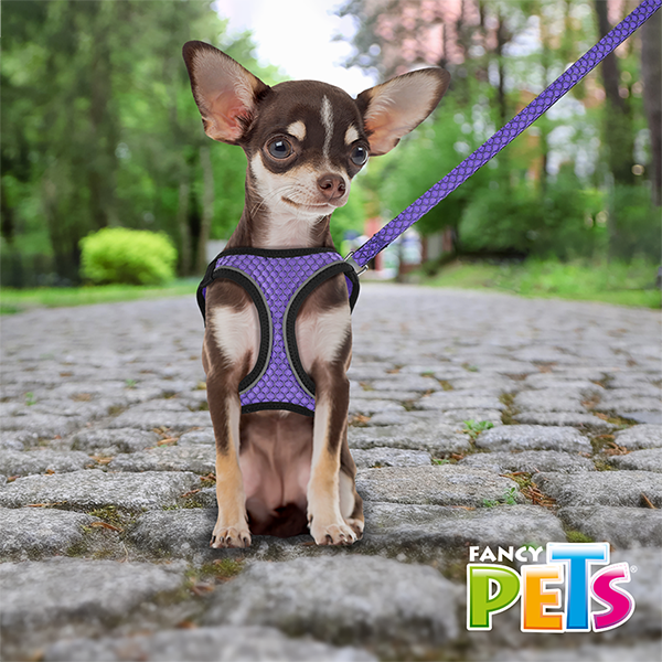 SET ARNES Y CORREA SPORTIE XCH VIOLETA