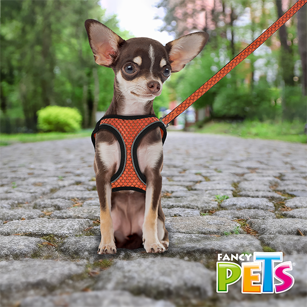 SET ARNES Y CORREA SPORTIE XCH NARANJA