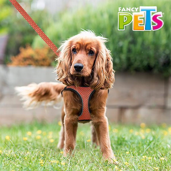 SET ARNES Y CORREA SPORTIE INT NARANJA