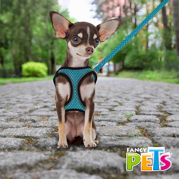 SET ARNES Y CORREA SPORTIE XCH AZUL