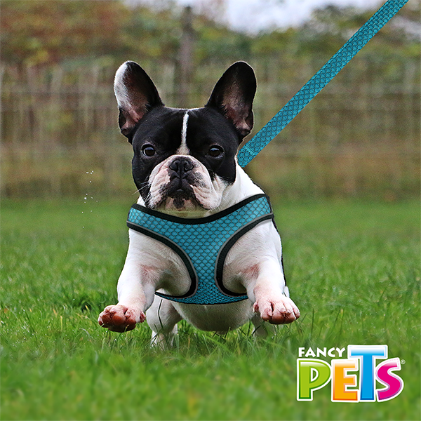 SET ARNES Y CORREA SPORTIE MED AZUL