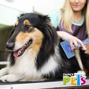 Carda mediana Fancy Pets