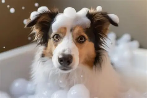 Baño Raza Grande Perro